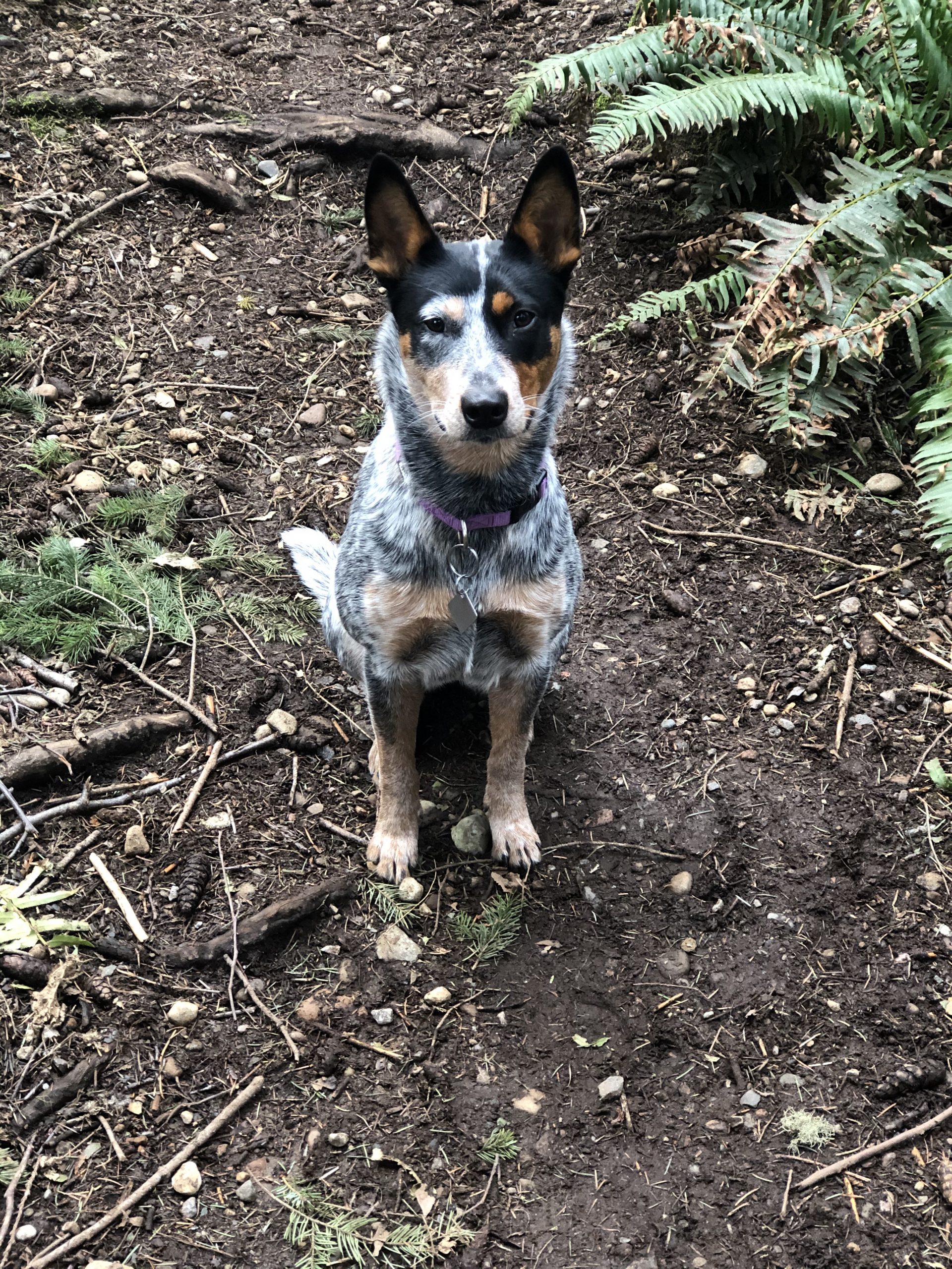 Blue Heeler Archives - Stubborn Dog, Novice Owner