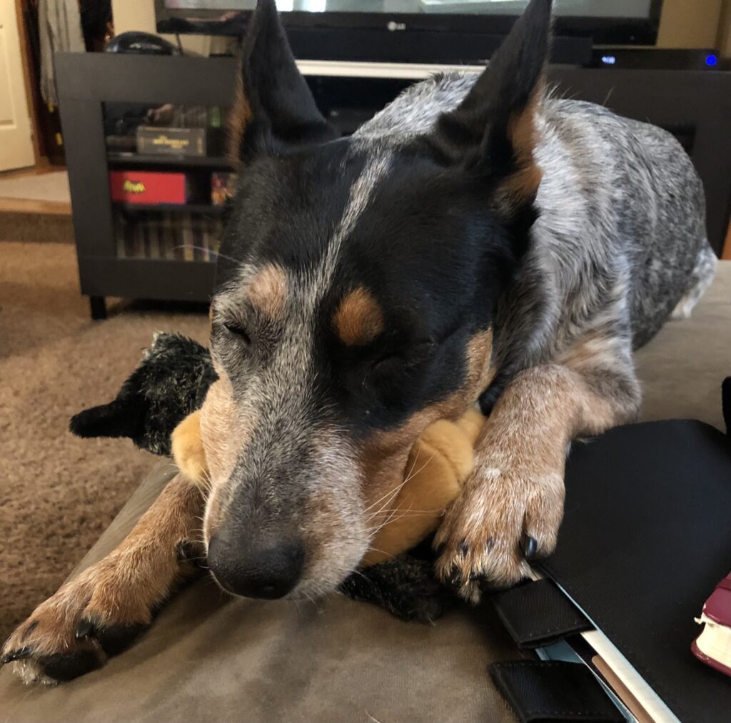 Happy Updates - Cattle Dog Training