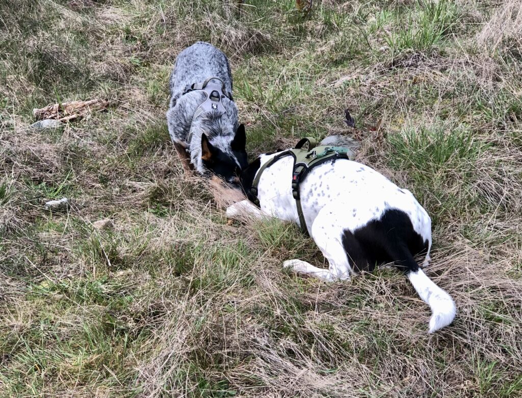 Pandora's Training is Taking Shape