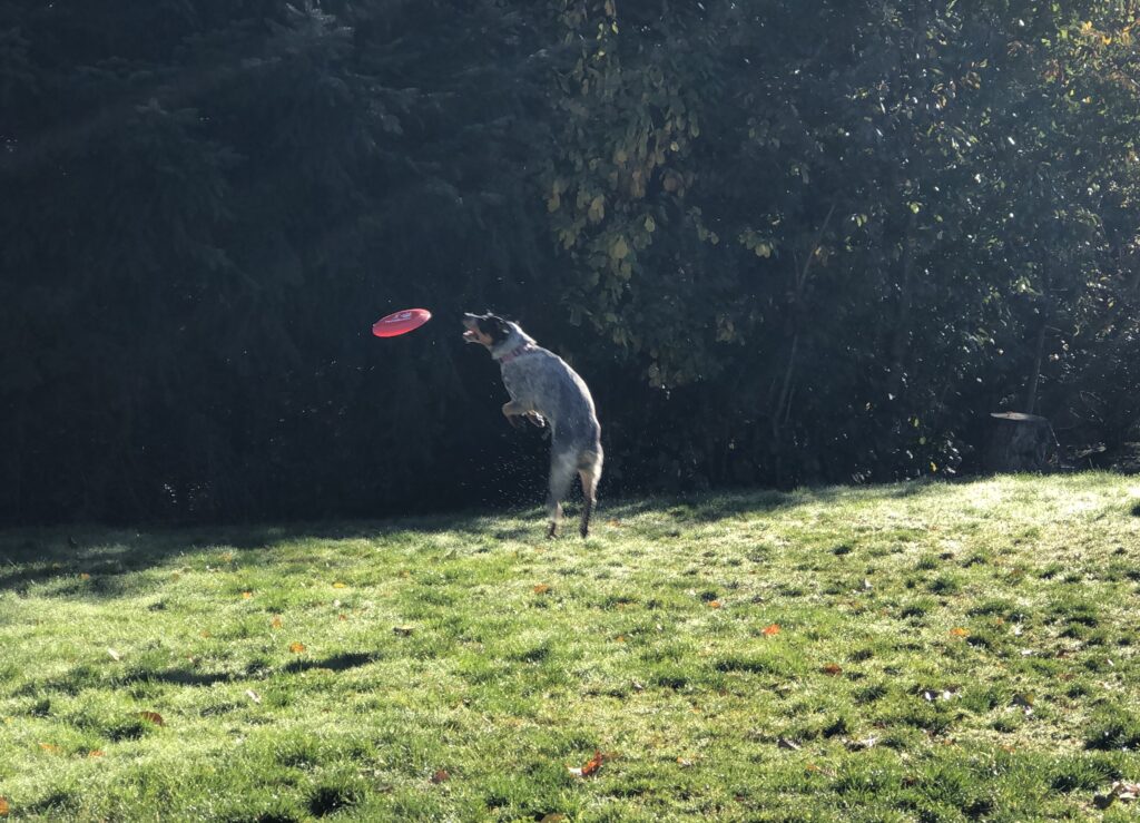 Pandora's Favorite Dog Toys, Treats, Etc...