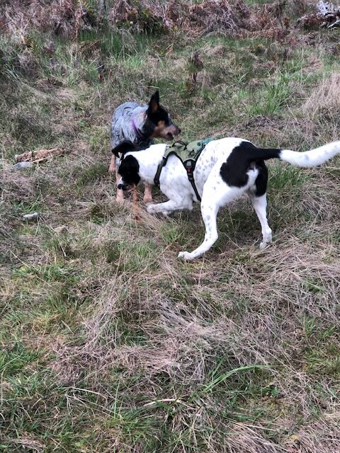 Are Australian Cattle Dogs High Energy Dogs?