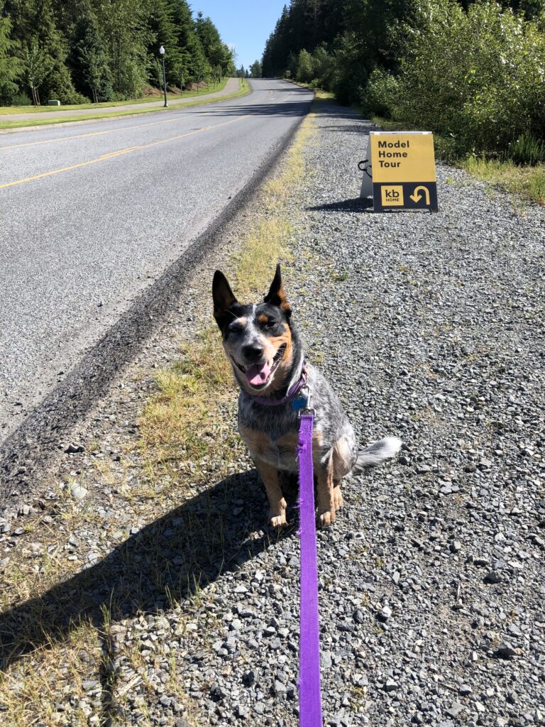 Training Progress - Stubborn Dog, Novice Owner