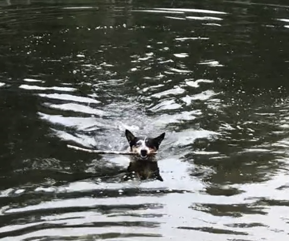 Dogs and Swimming