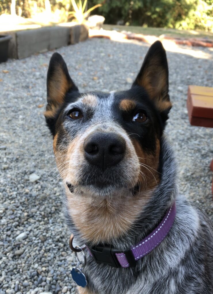 Best shock collar for hotsell blue heeler