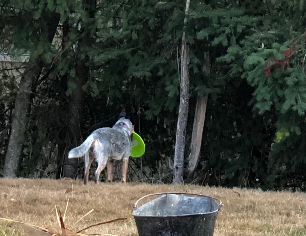 Toys/Treats Archives - Stubborn Dog, Novice Owner