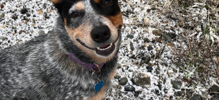 Cattle dog outlet toys