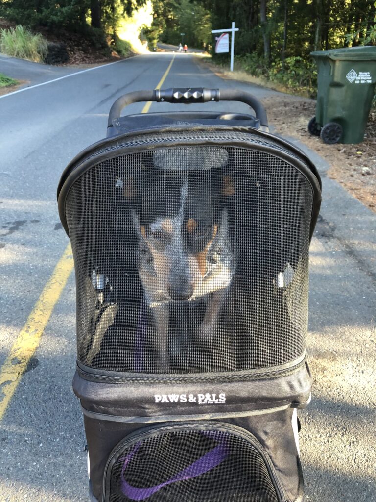 Picture of Australian Cattle Dog in A dog stroller