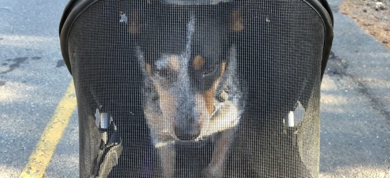 Picture of Australian Cattle Dog in A dog stroller