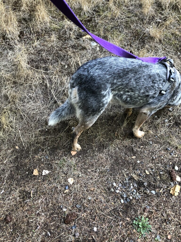 Dog's tail tight against rear , but not wrapped under