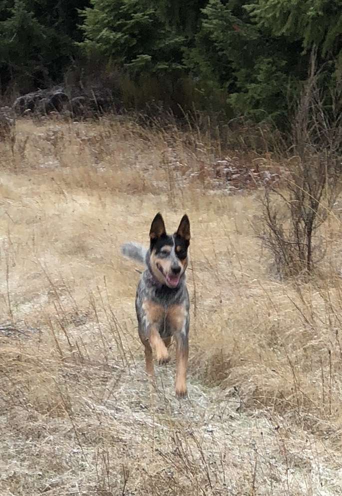 High and happy tail. Bouncy and happy dog