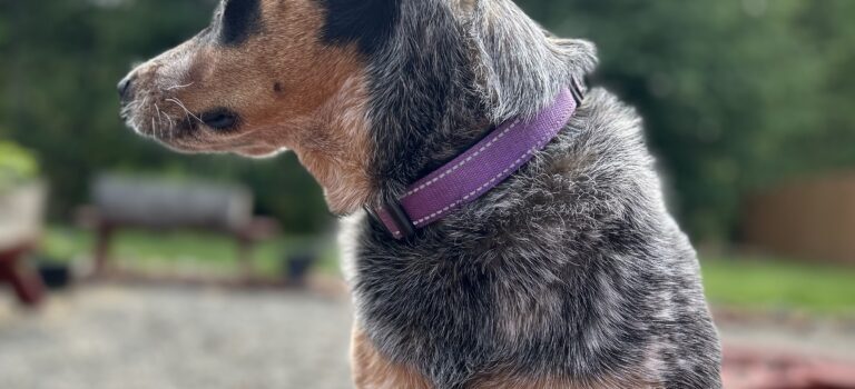 Australian Cattle Dog, Calm Dogs, tips for Dogs and fireworks